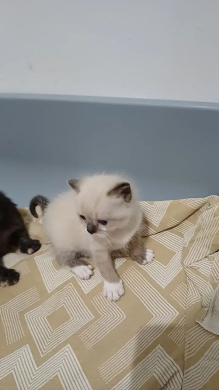 Gatos  persa - Foto 2