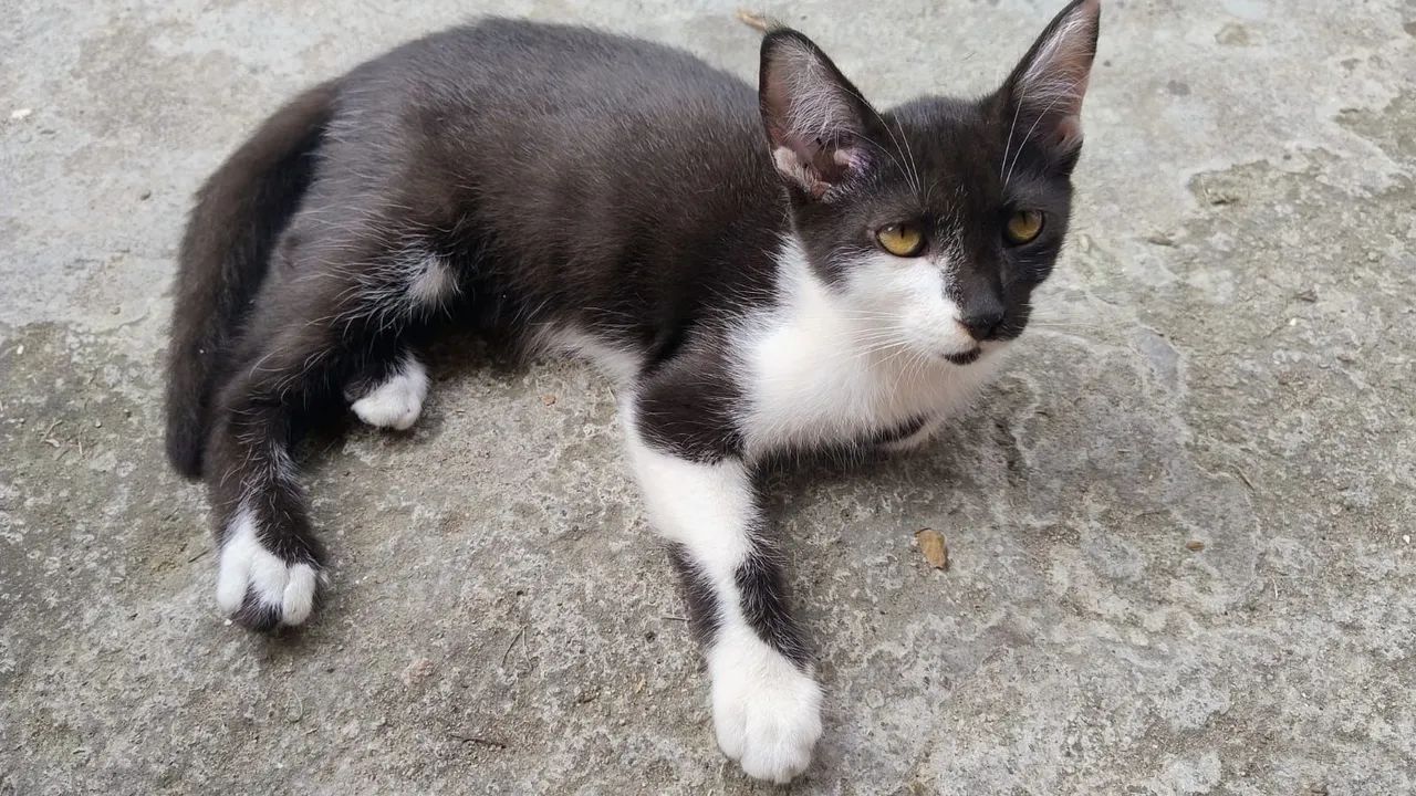 Gatinhos para doação - Timbó, Maracanaú 