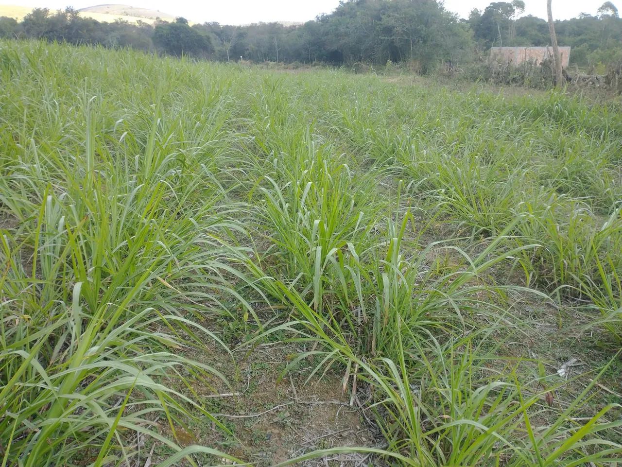 Vende-se Terreno 3.000m2  - Foto 3