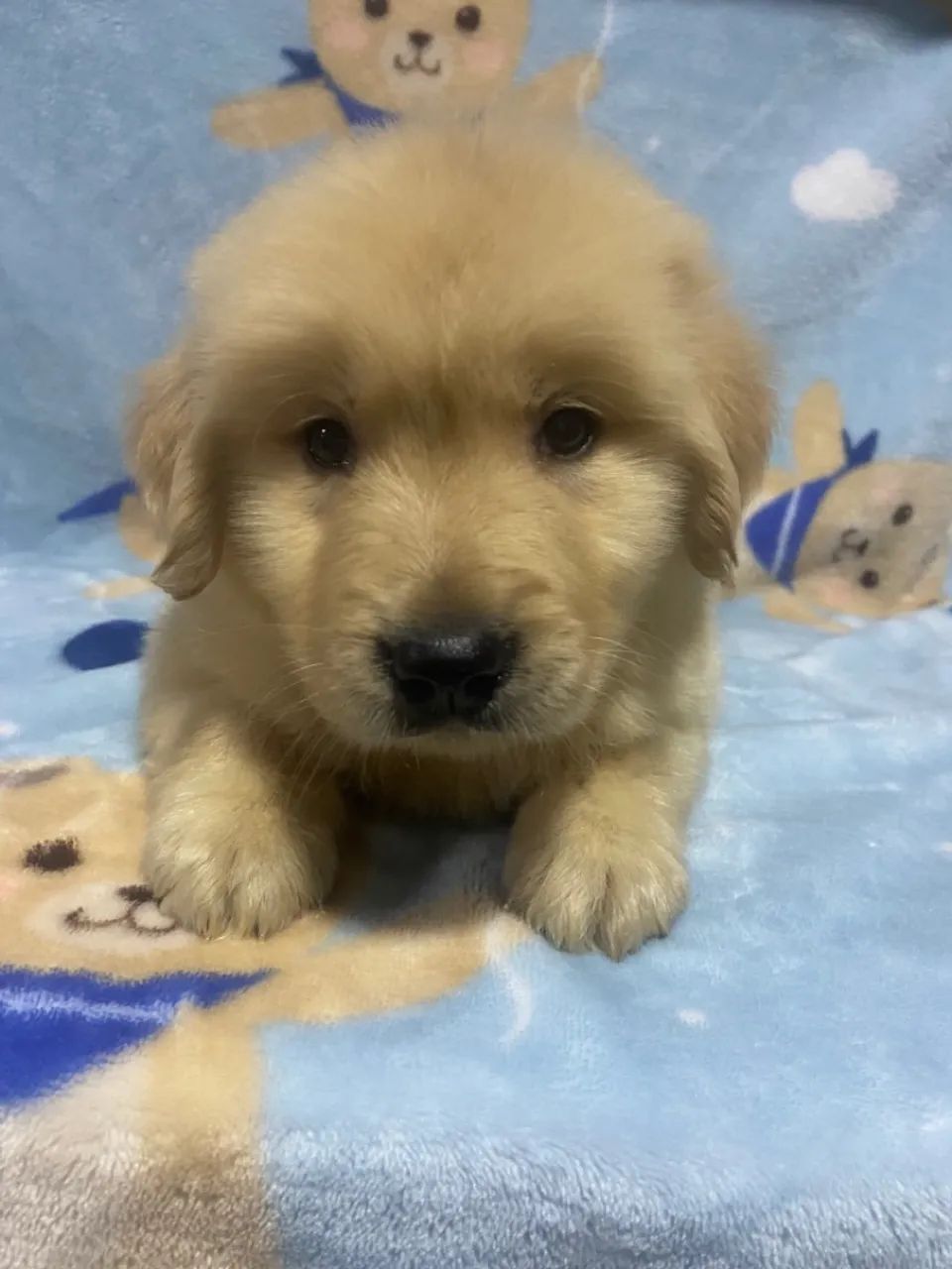 Golden Retriever  - Foto 5