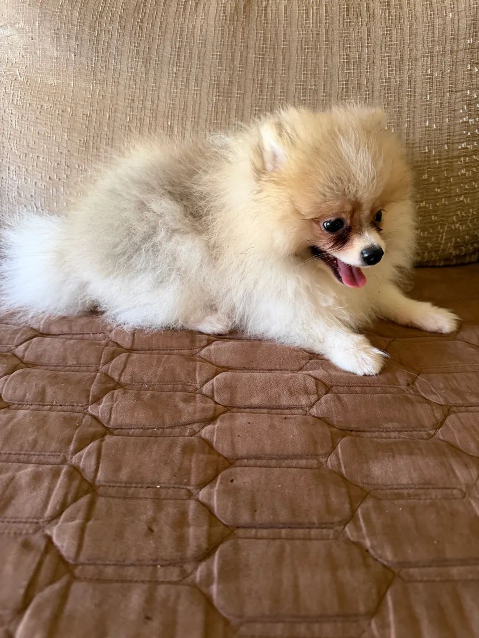 Spitz Alemão  - Foto 2