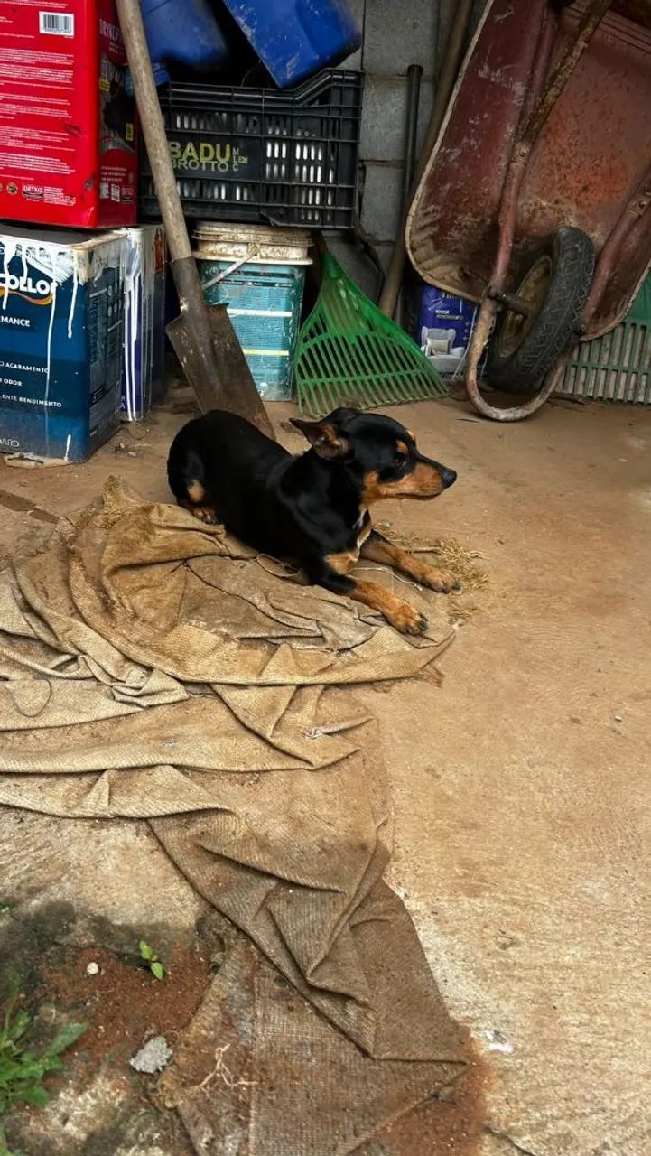 Doação  - Foto 4
