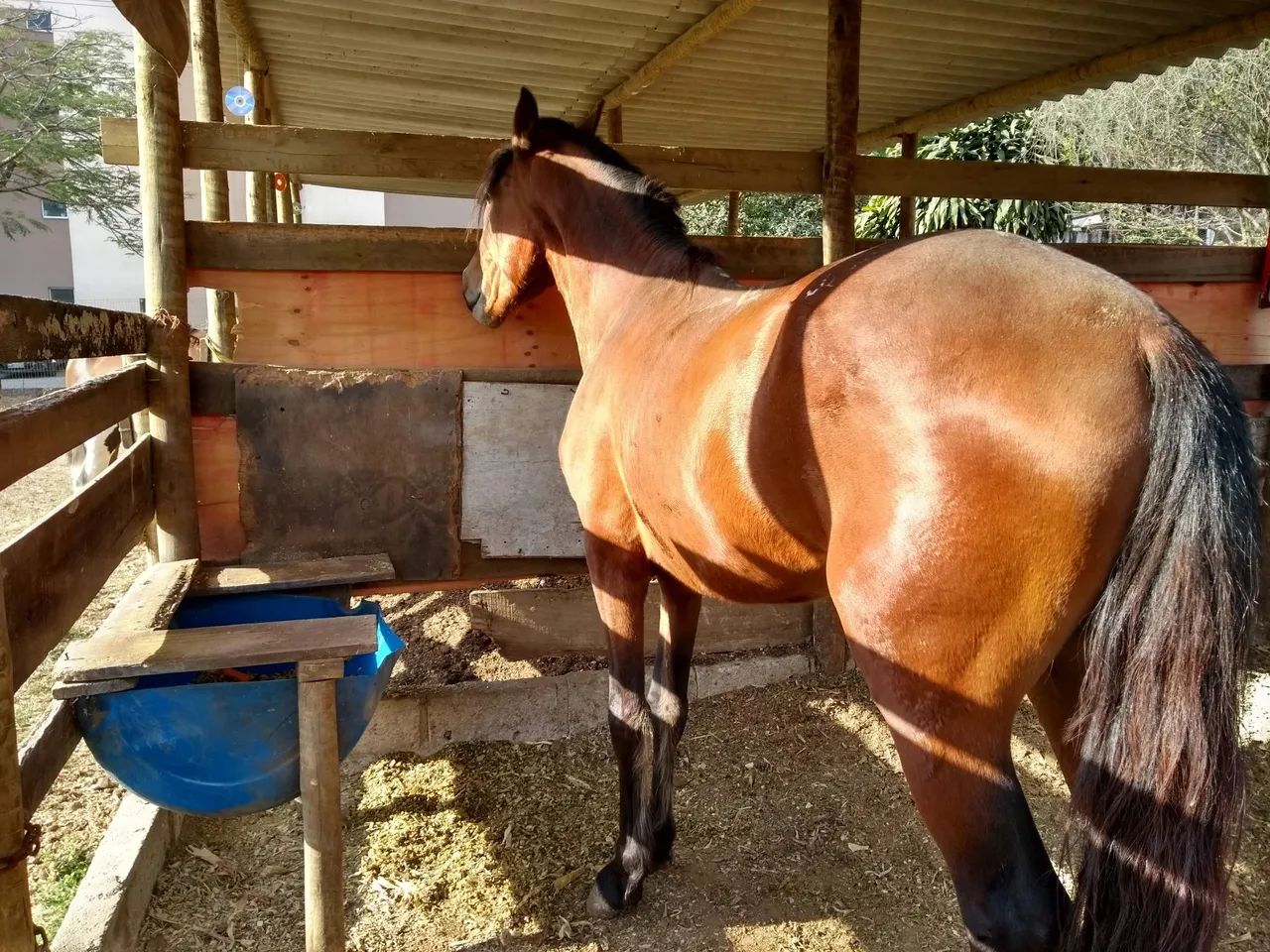 Cavalo Mangalarga Machador  - Foto 3