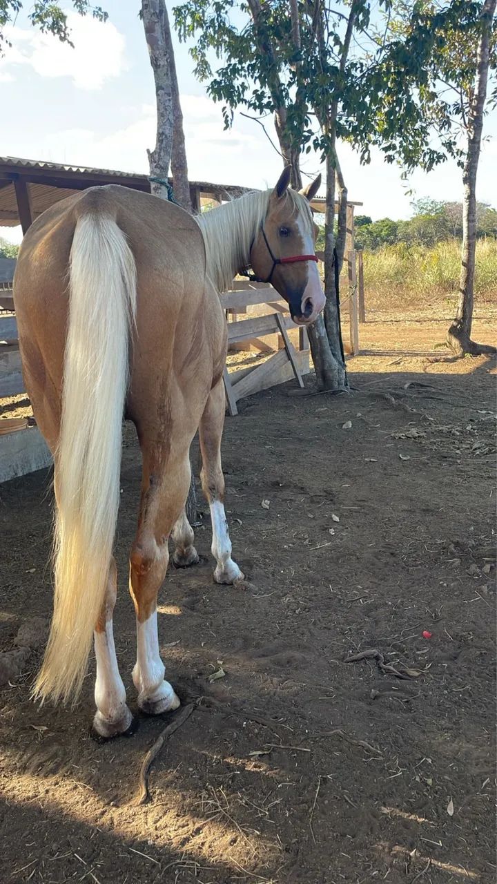Cavalo Quarto de Milha  - Foto 4
