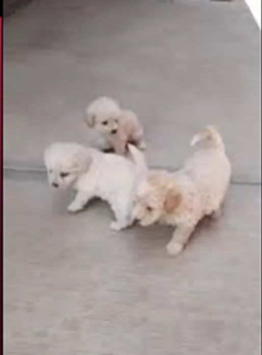 POODLE X MALTES BRANCOS  - Foto 2