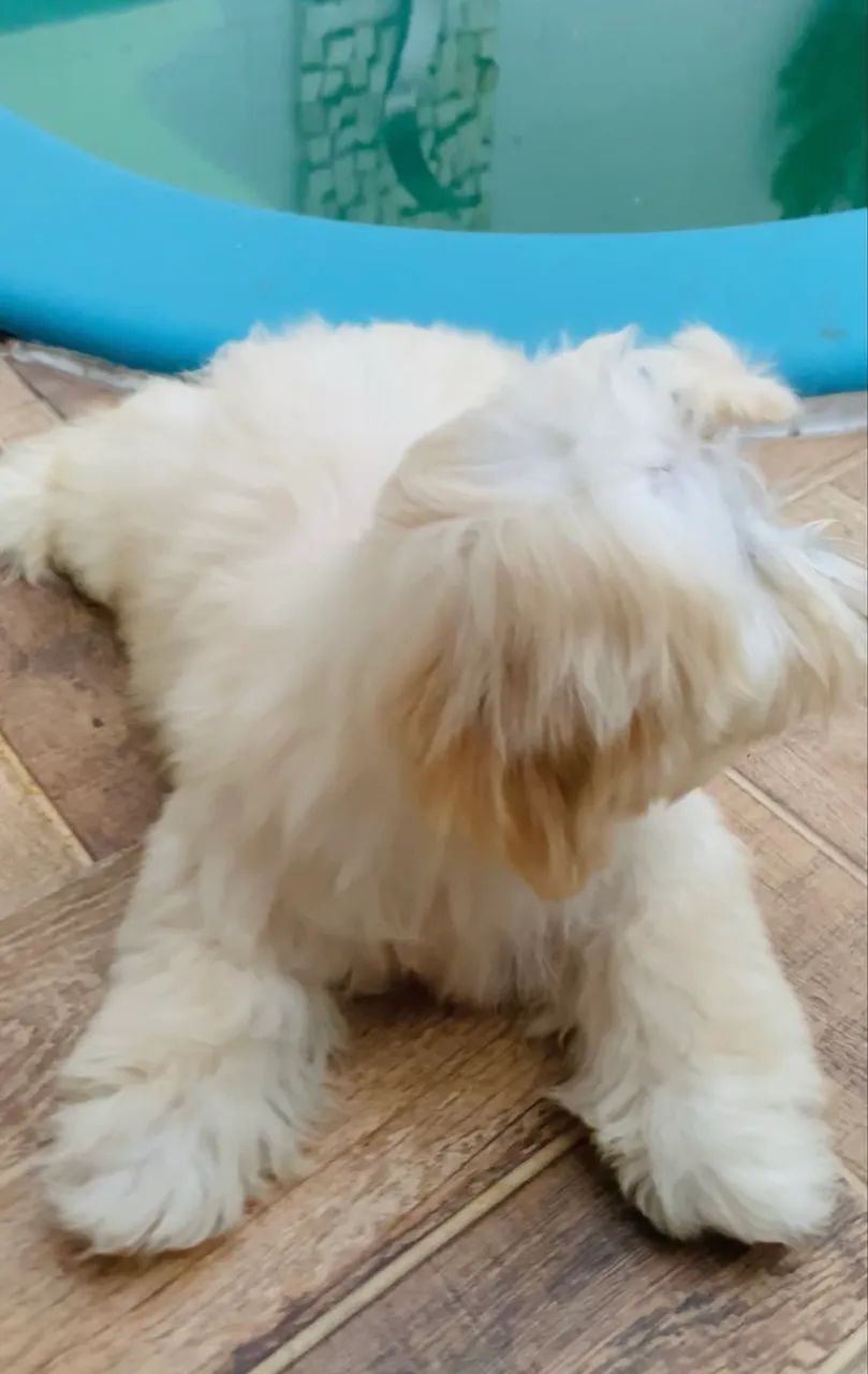 Filhote macho de lhasa apso  - Foto 3