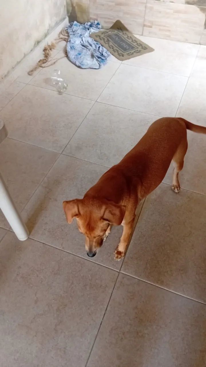 Doação de cachorro  - Foto 5
