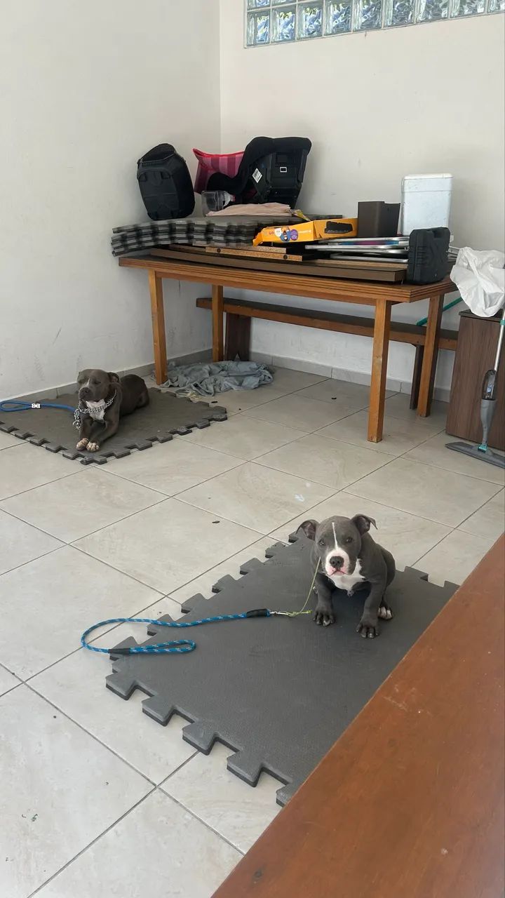 Adestramento de cães Florianópolis  - Foto 5