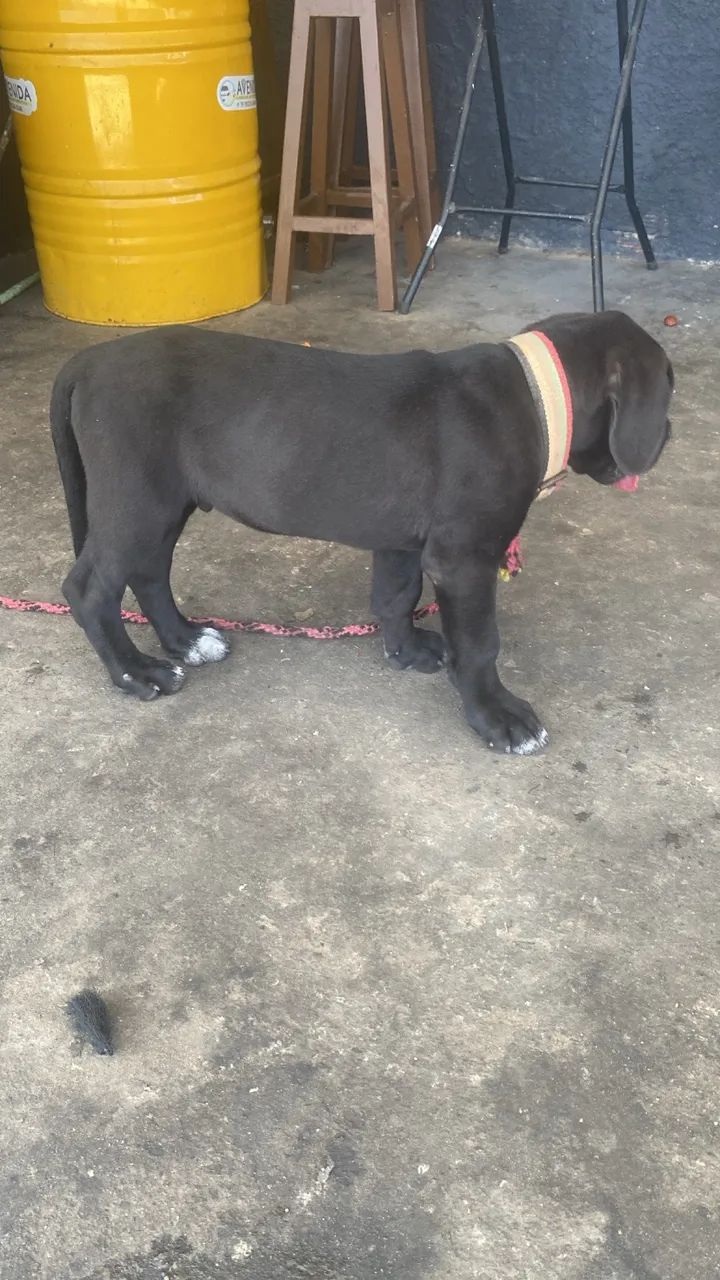 Cachorro - Foto 2