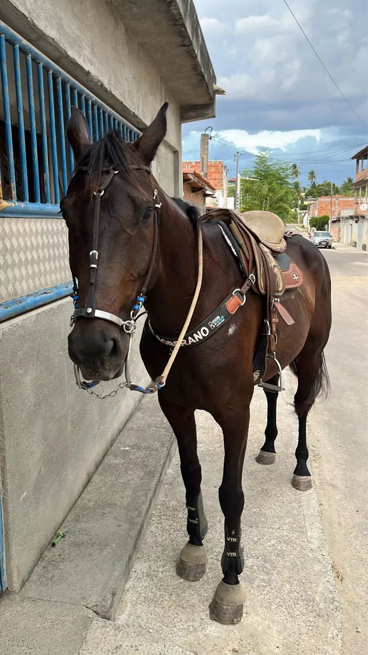cavalo de direita  - Foto 5