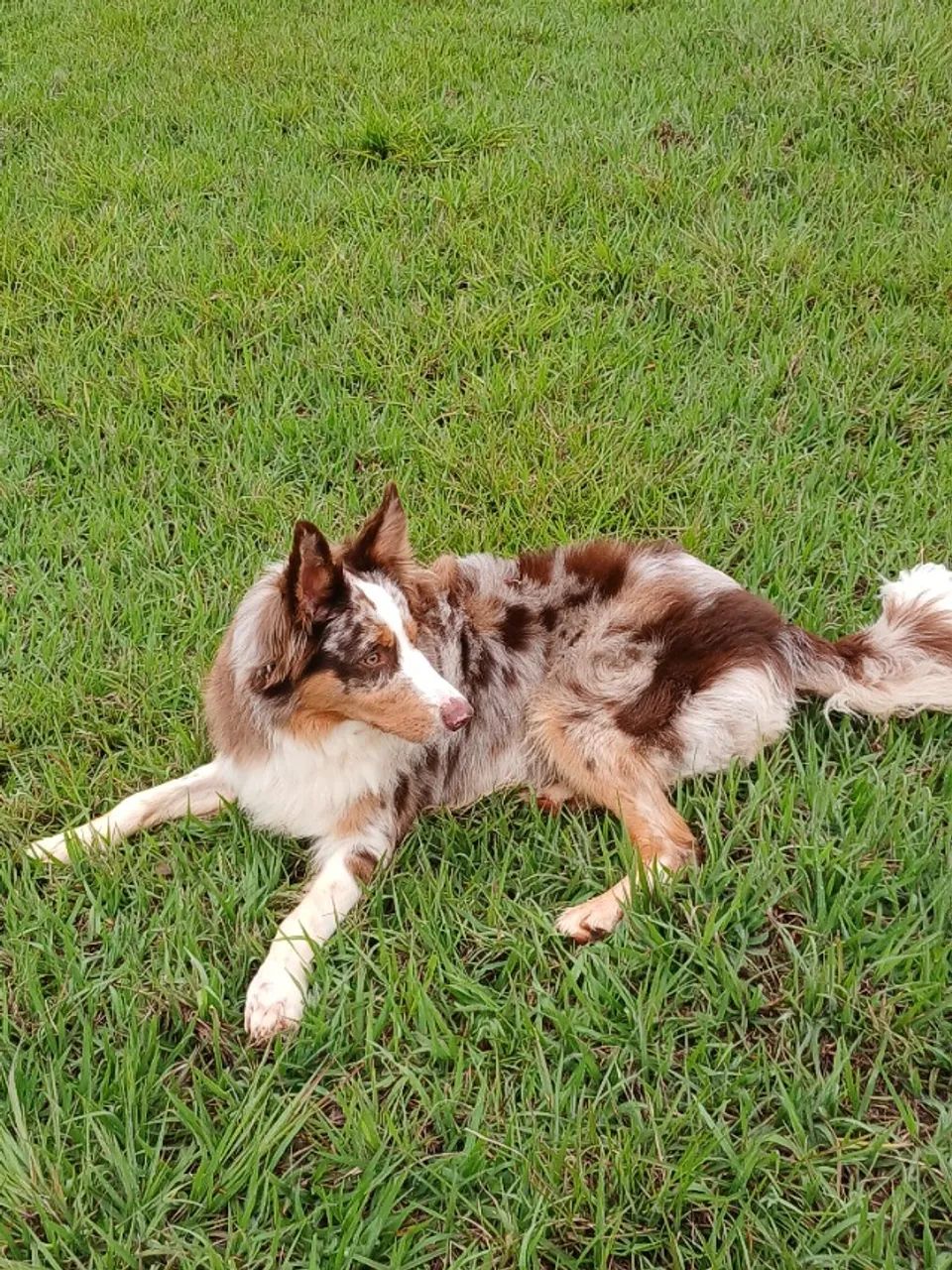 Border collie procura namorada - Foto 4