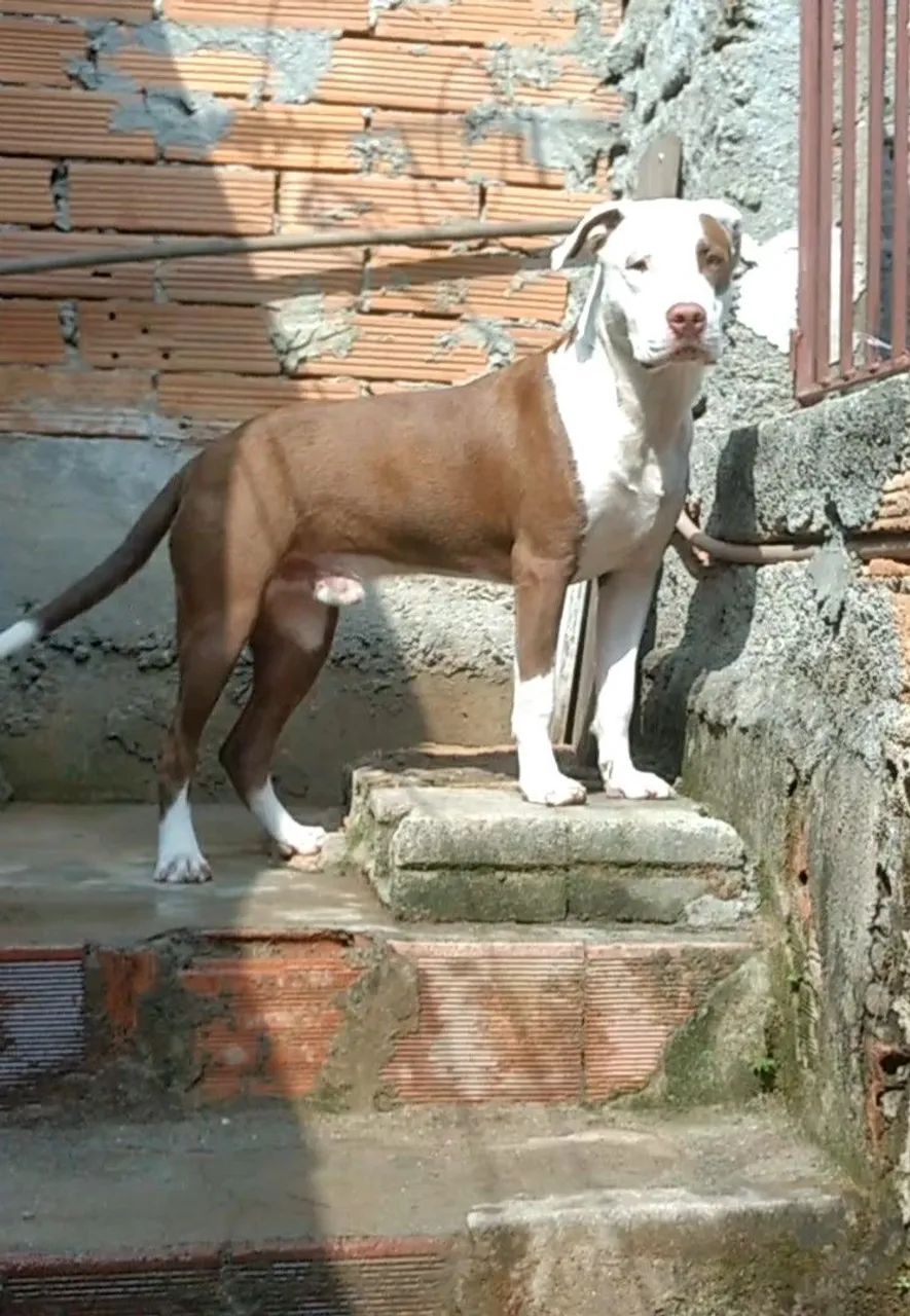 Doação 