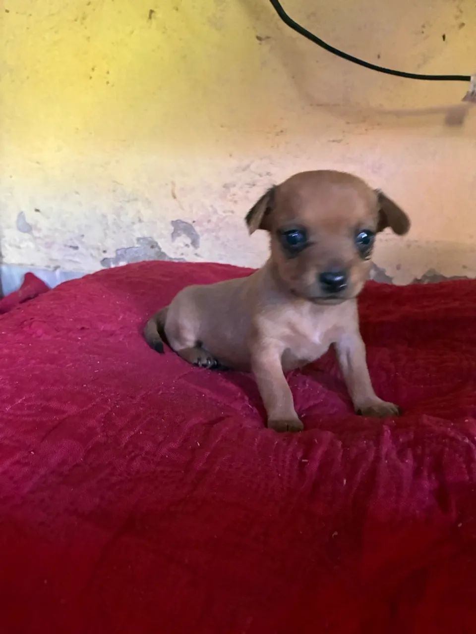 Pinscher  macho