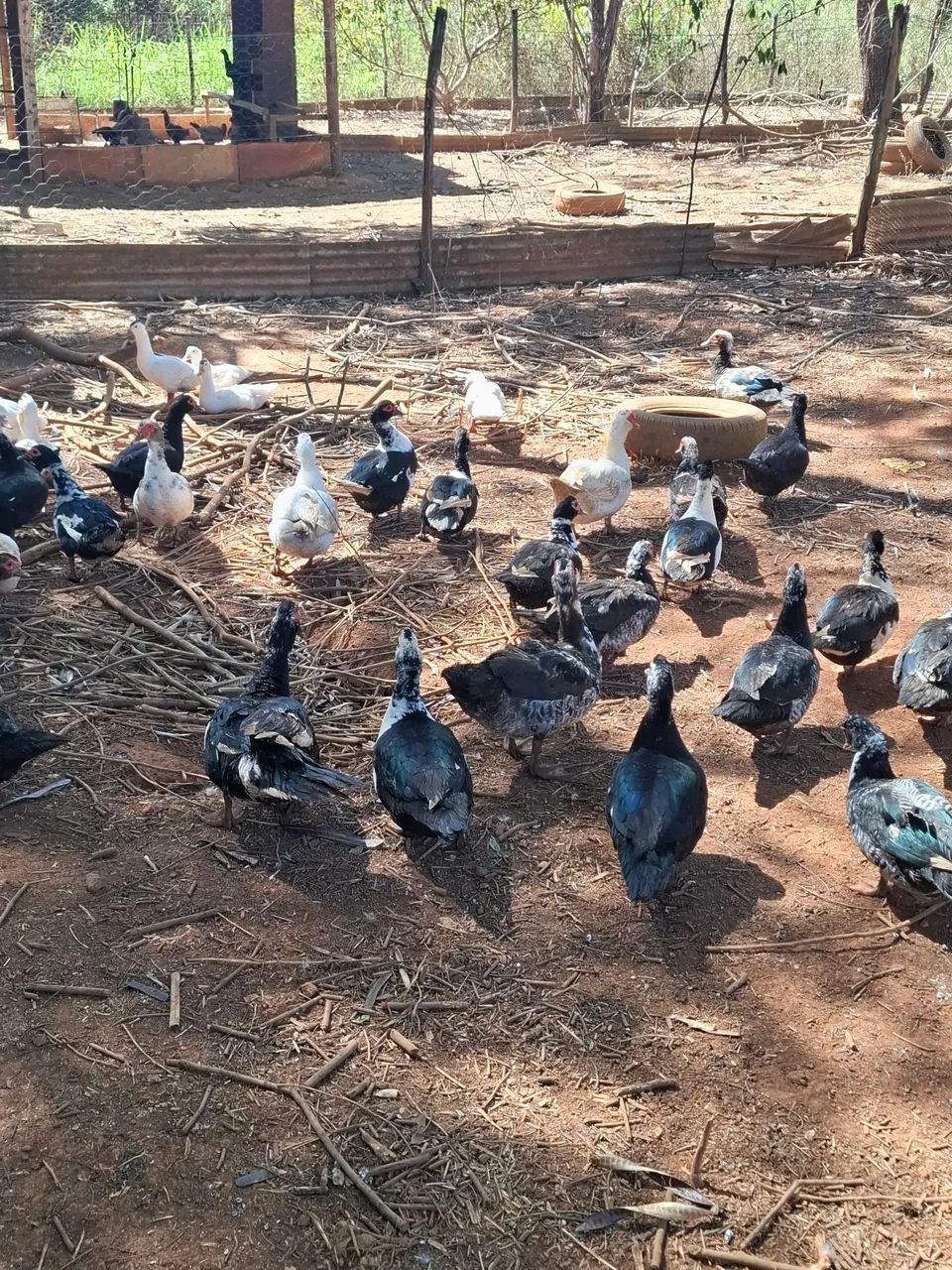 Patos - Foto 2