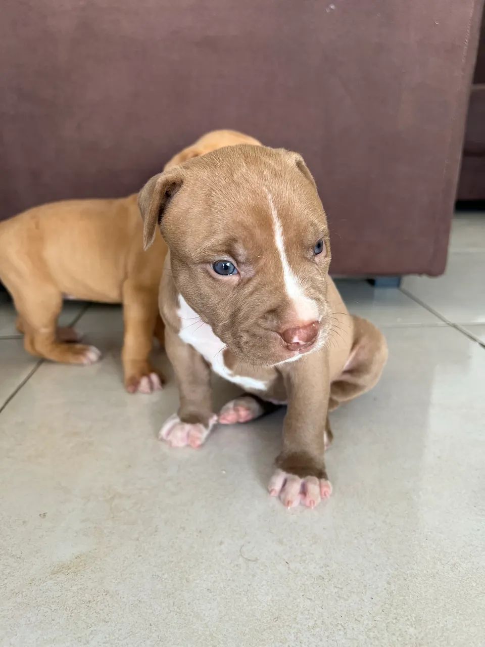 cachorro pitbull - Foto 2