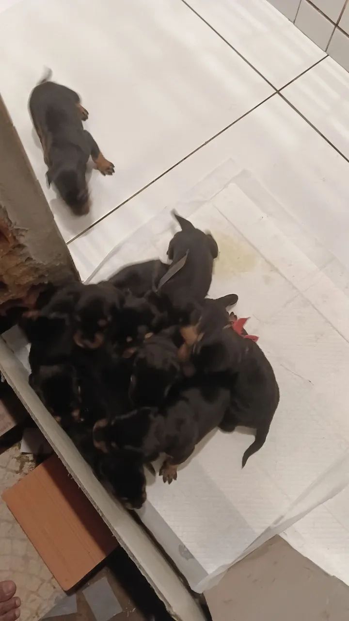 Cachorro  - Foto 3