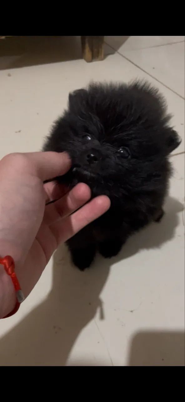 Spitz alemão macho  - Foto 4