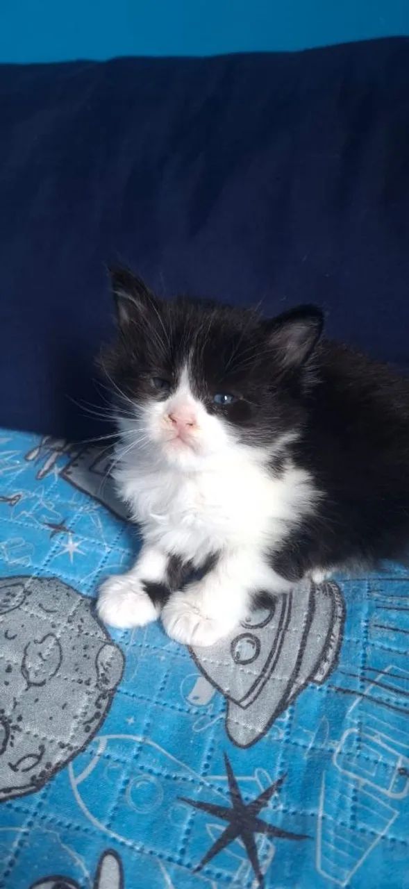 Maine Coon filhotes a pronta entrega 
