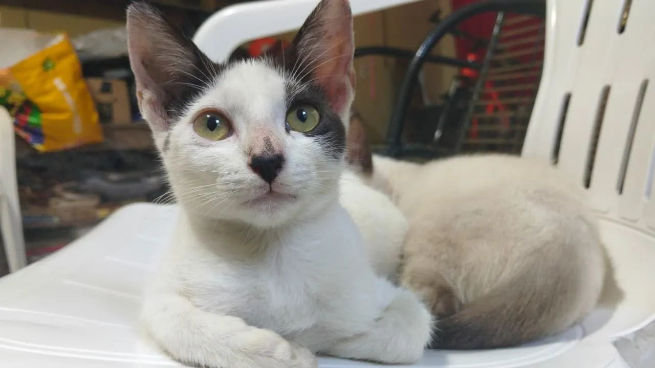 Gatinhos para Adoção  - Foto 3