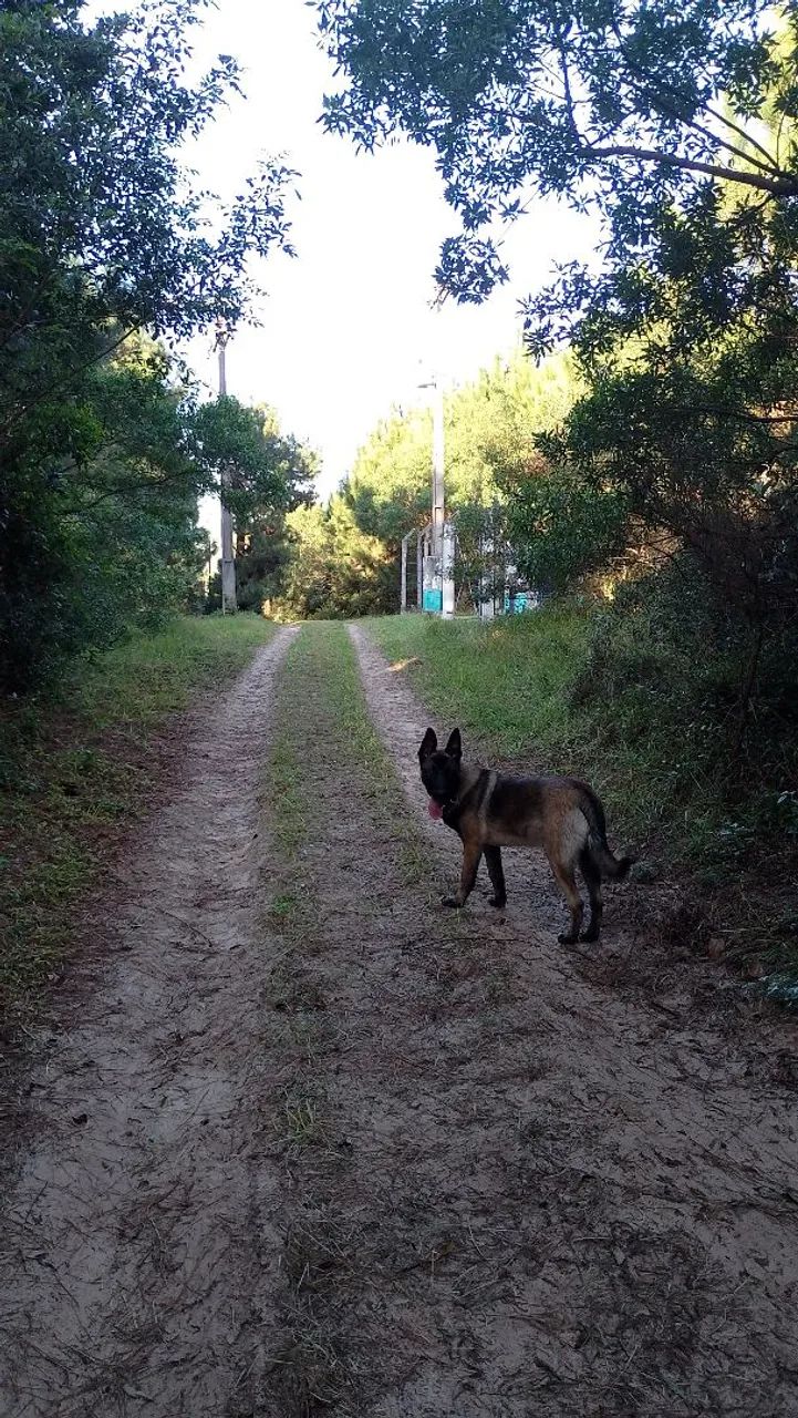 Pastor belga malinois  - Foto 2