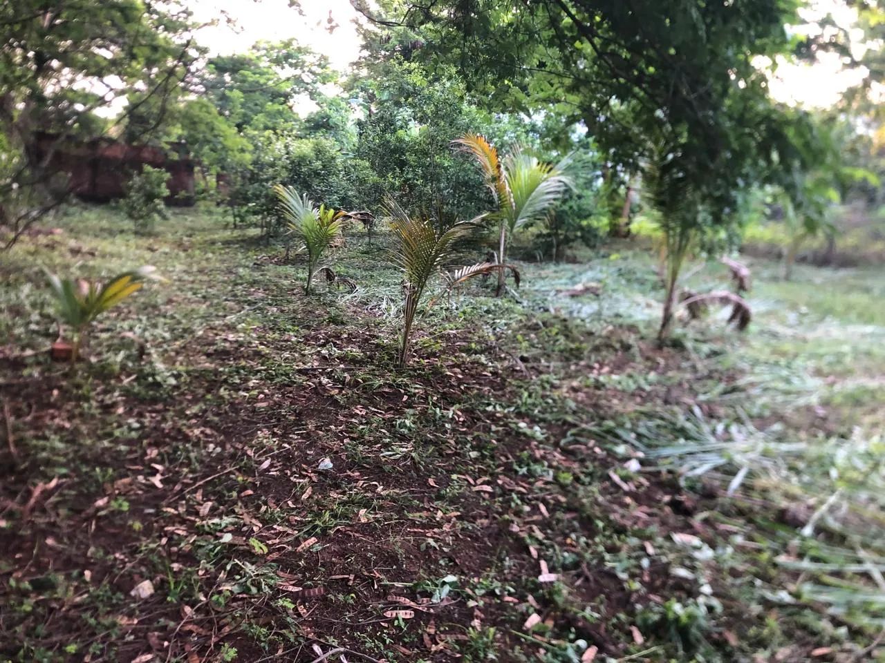Vendo ou troco esse lote no centro de Tocantinópolis-TO - Foto 2