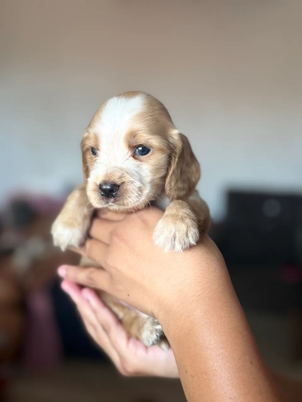 Cachorro - Foto 2