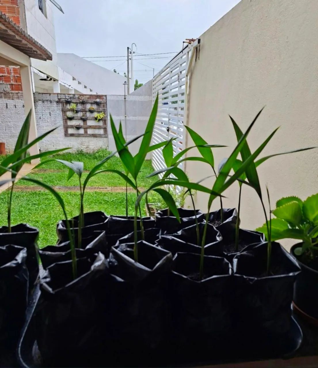 Plantas