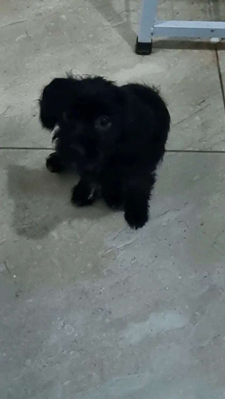 Doação responsável - Foto 2