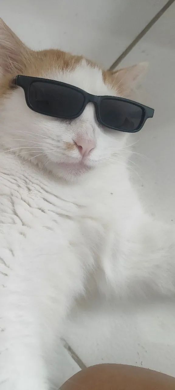 Gata Laranja, castrada  - Foto 5
