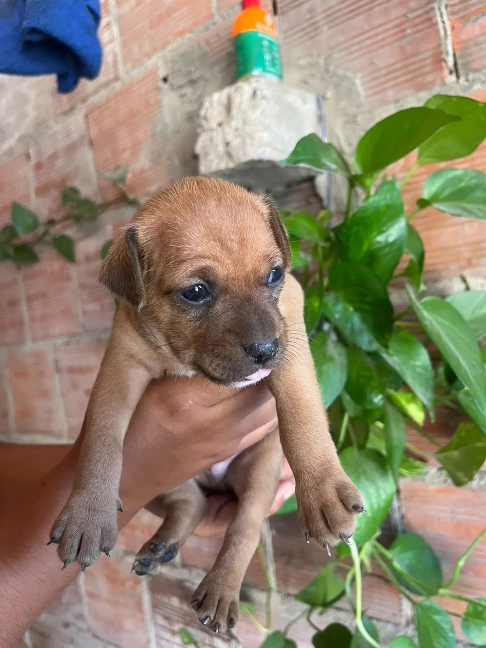 Pinscher Puro N:2