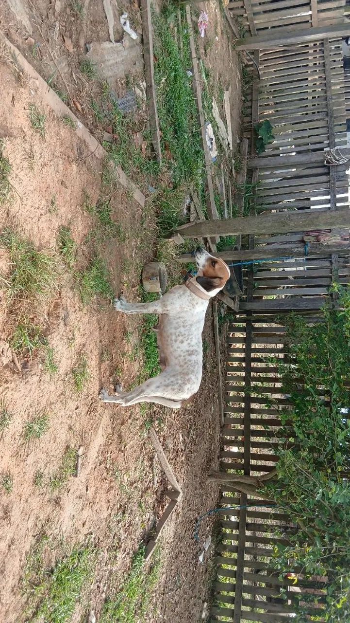 Cachorra Americana  - Foto 2