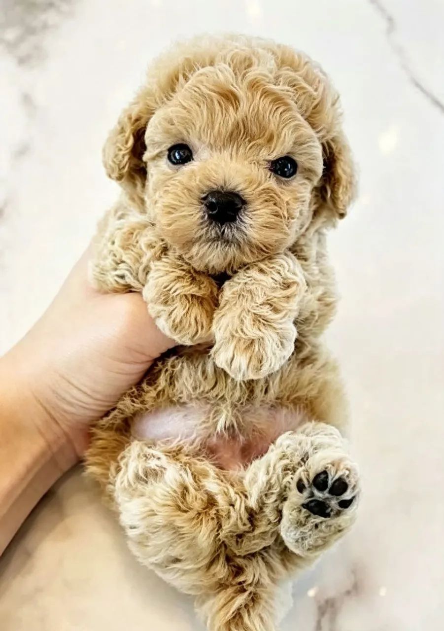 Poodle toy  - Foto 2