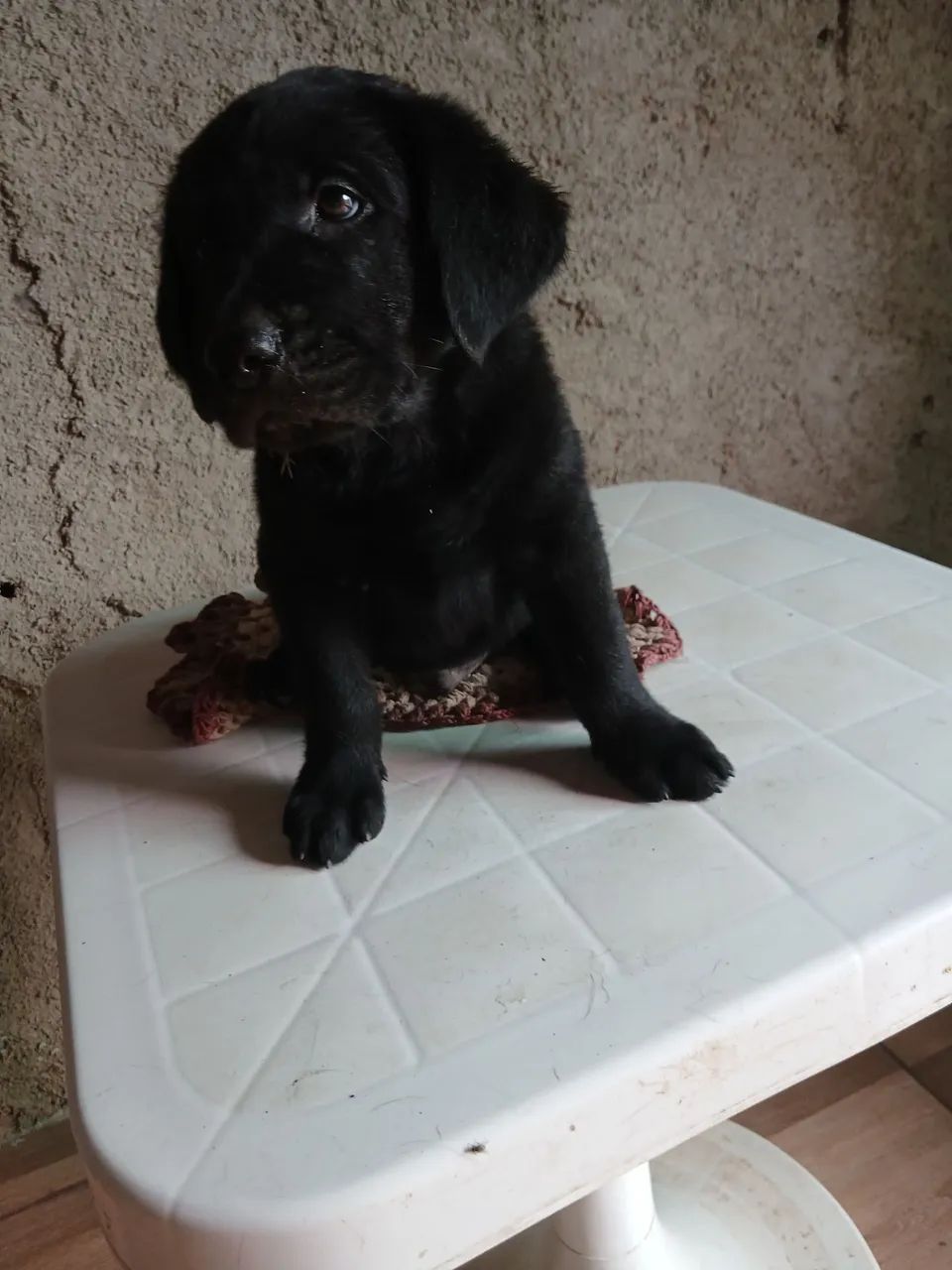 Filhotes de labragold - Foto 5