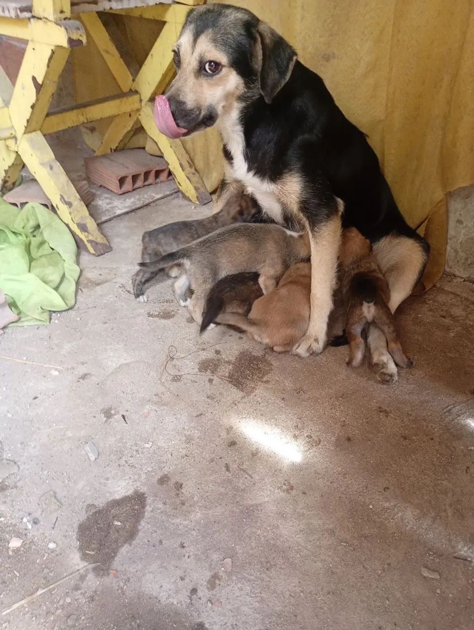 Doação de cachorrinhos - Foto 4