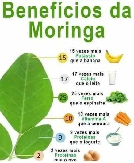 Moringa oleífera em pó para consumo humano - Foto 2