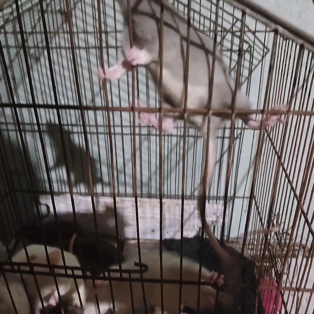 Ratinhos  - Foto 3