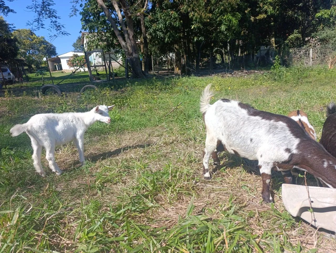 Mini cabra  - Foto 3