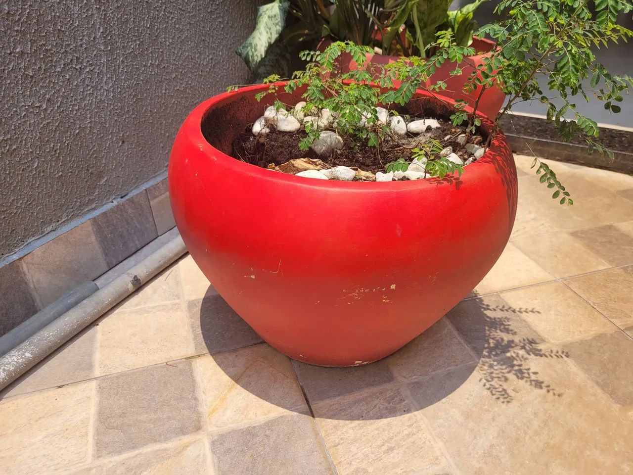 Planta