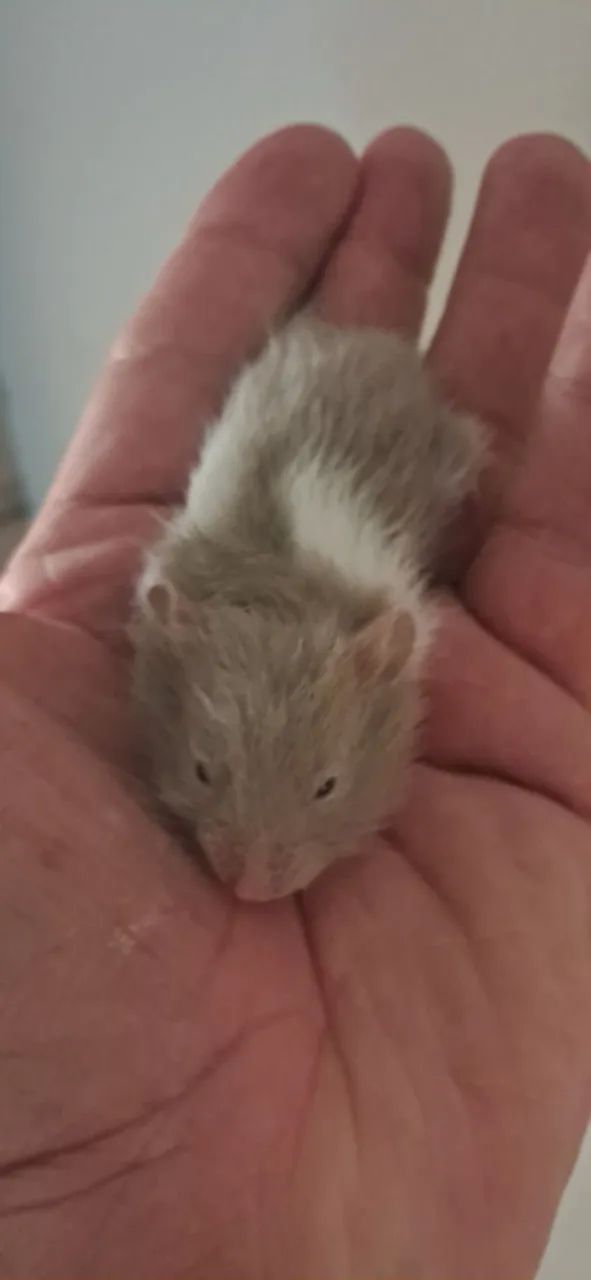 Hamsters sírios - Foto 3
