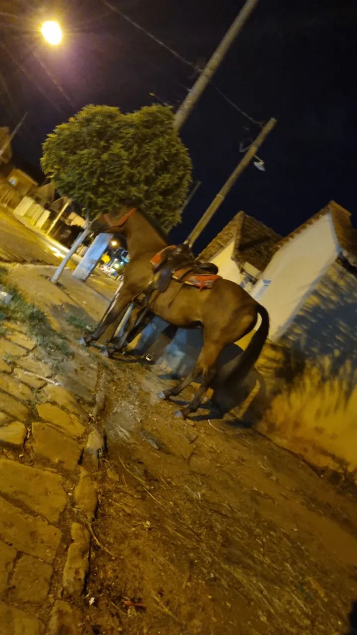 Cavalo QM 
