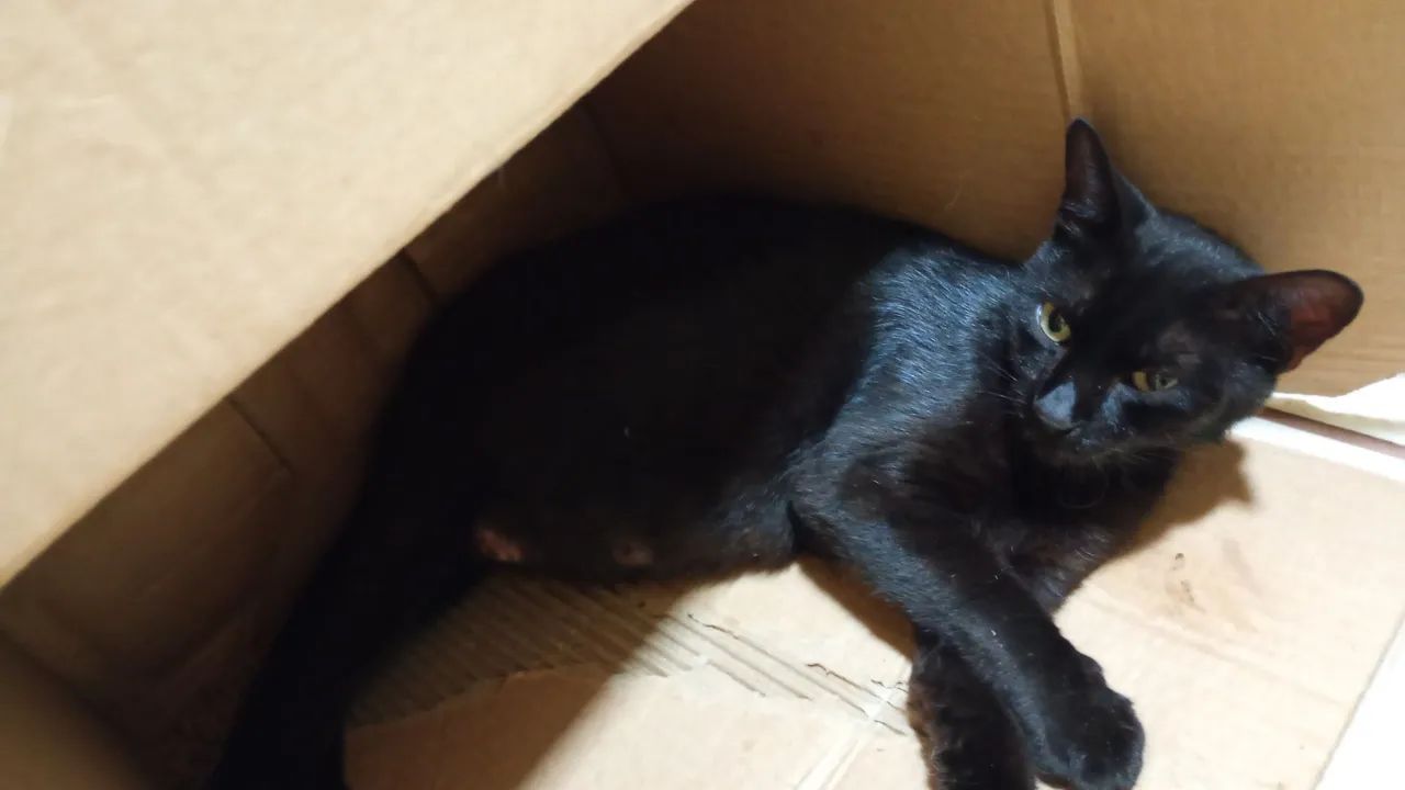 Doa-se gata castrada  - Foto 6