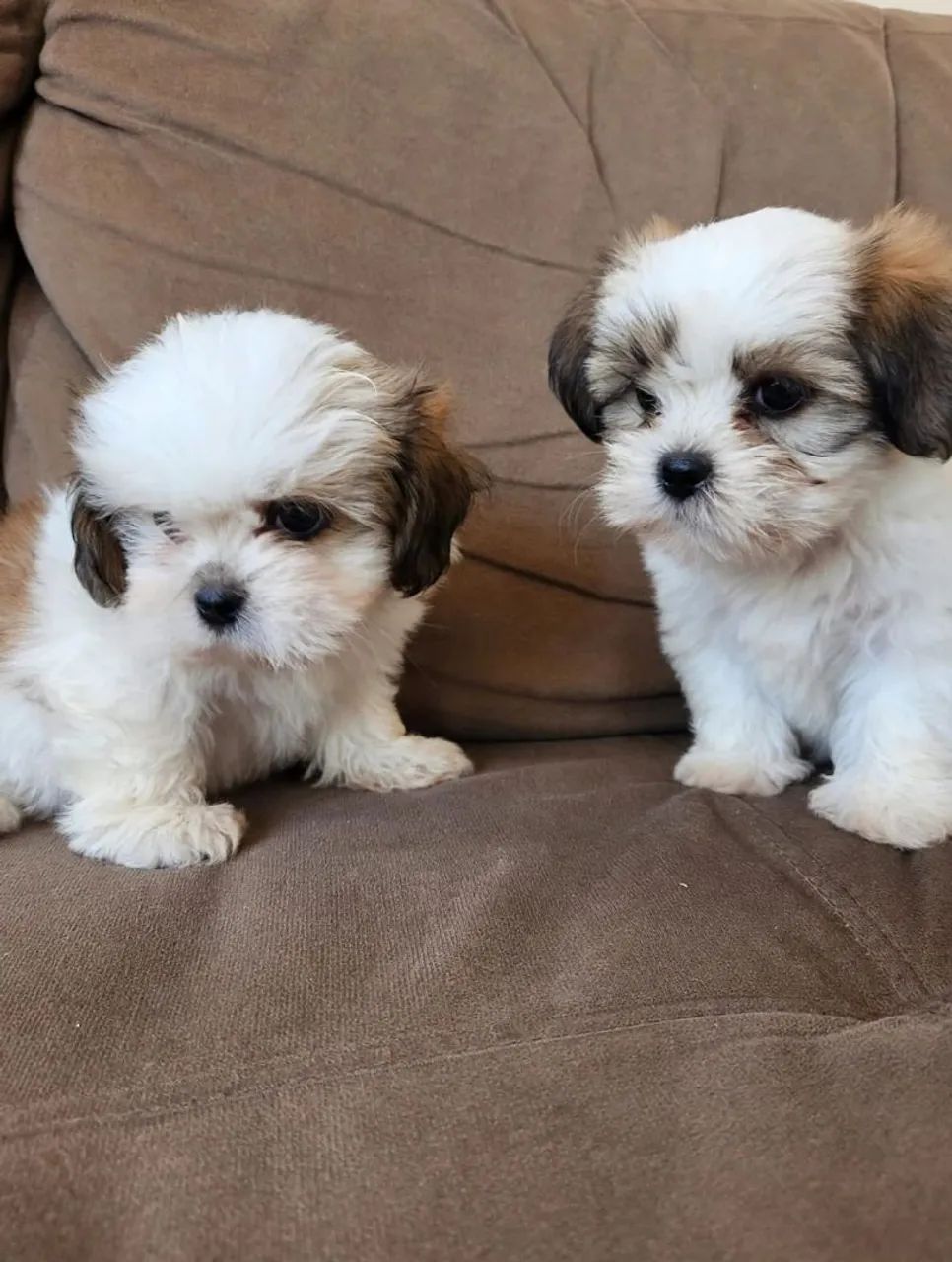 Lhasa apso  - Foto 3