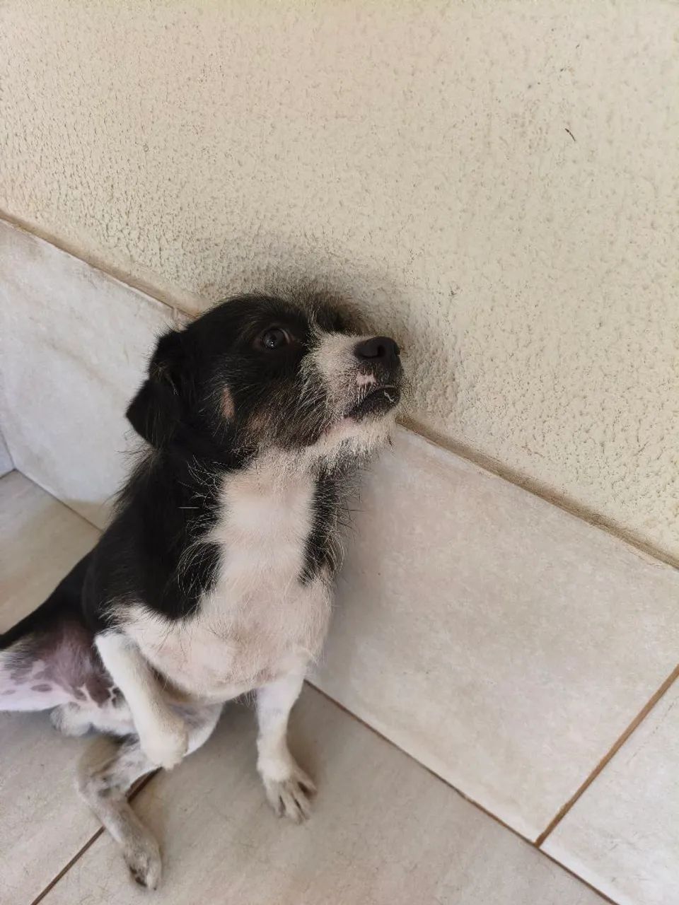 Adoção cachorro  - Foto 5