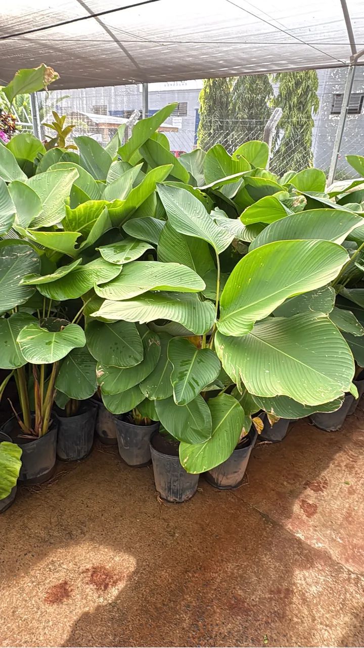 Maranta charuto 