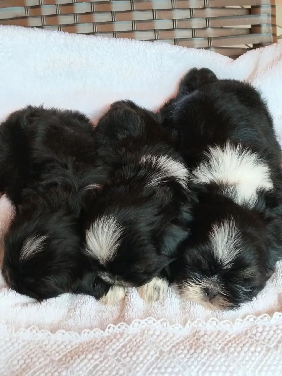 Shihtzu macho - Foto 4