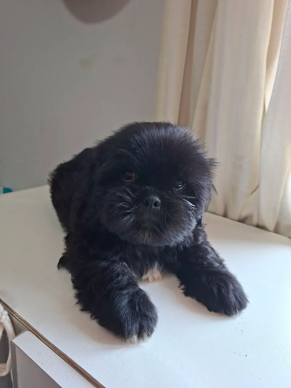 Shitzu 
