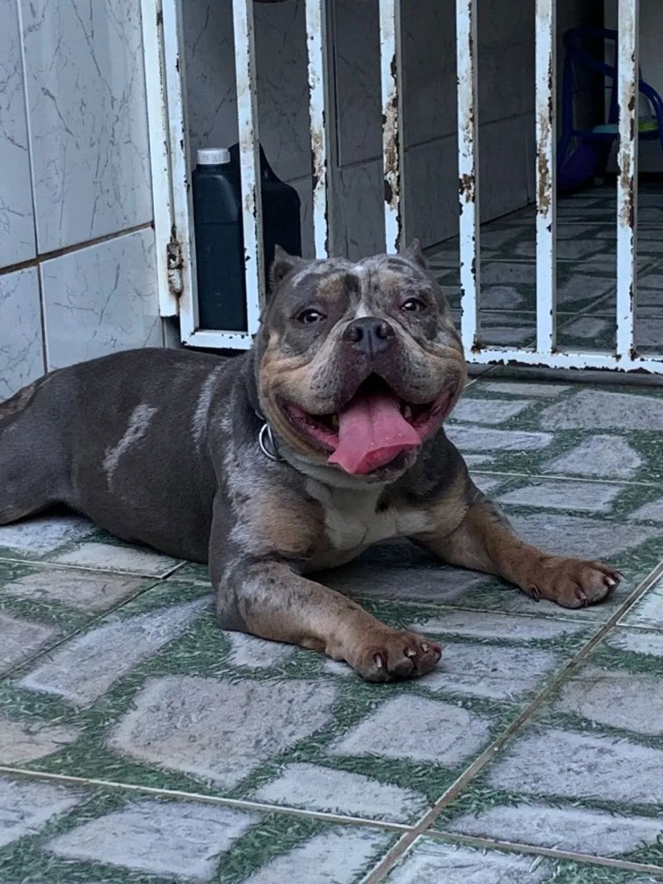 Filhotes american bully