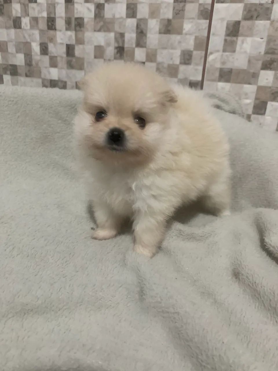 SPITZ ALEMÃO  - Foto 2
