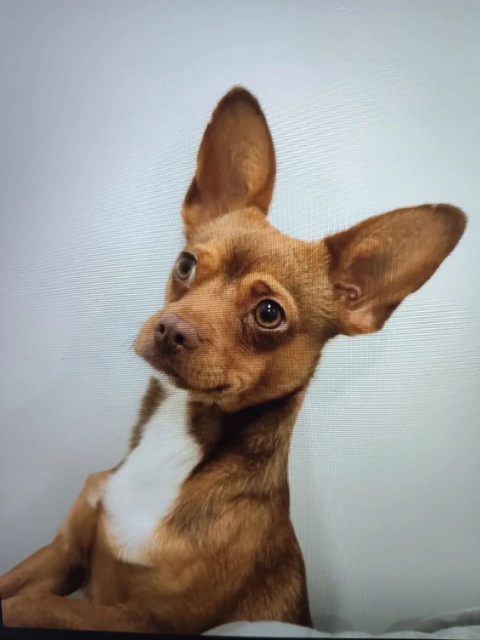 Doação de cachorro 