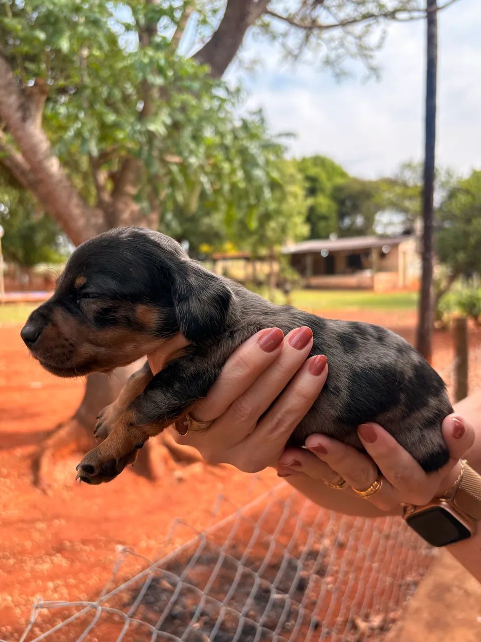 Vende-se salsicha mofado!  - Foto 2